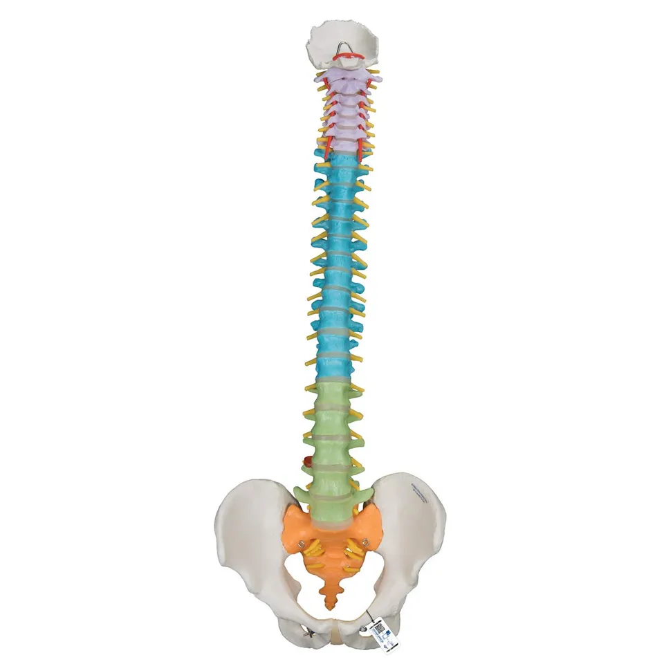 3b-scientific-flexibles-wirbels-ulenmodell-a58-8-didaktisch-smart-anatomy-app image 1