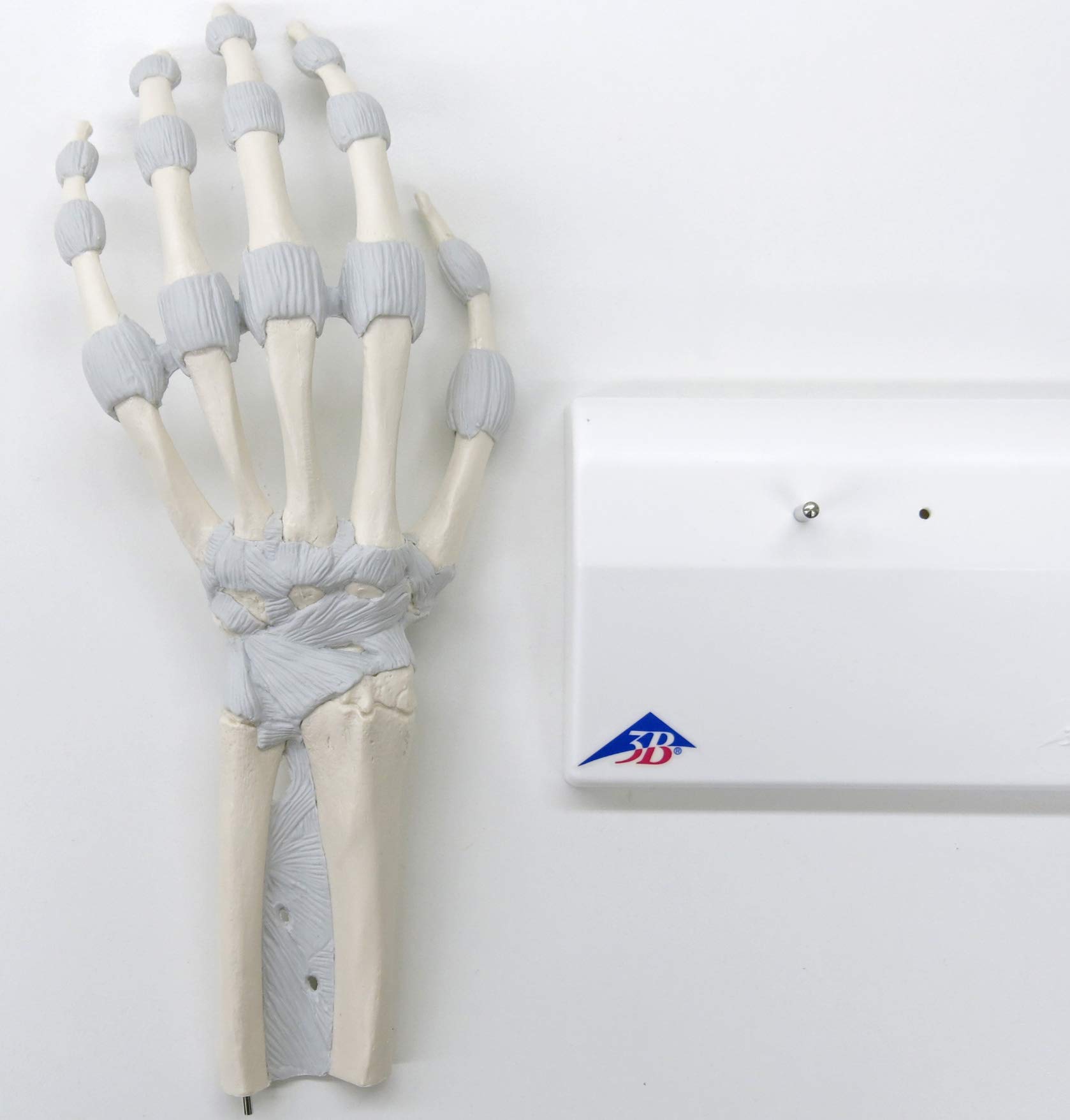 3b-scientific-handskelett-m36-1013683-mit-elastischen-b-ndern image 7