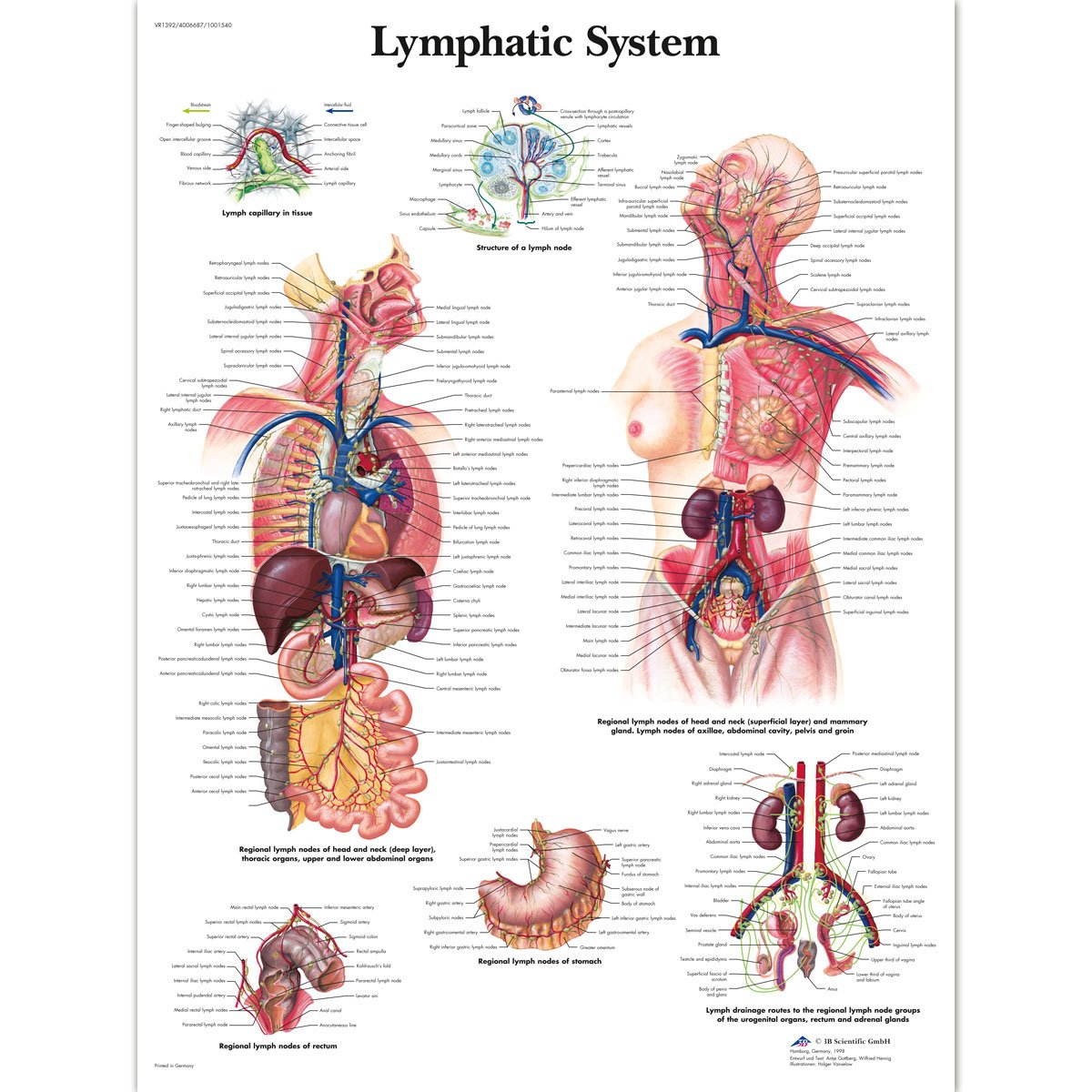 3b-scientific-lymphsystem-diagramm-anatomische-lehrtafel-papierversion-englisch image 2