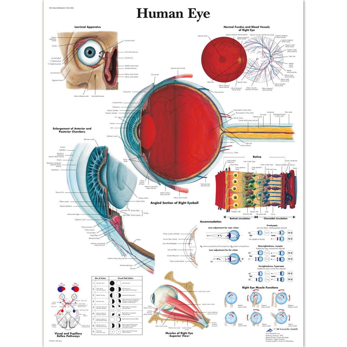 3b-scientific-eye-chart-anatomieposter-auge-50-x-67-cm image 2