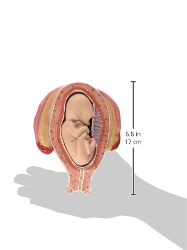 3b-scientific-fetus-5-monat-stei-lage-schwangerschafts-anatomiemodell-beckenendl image 3