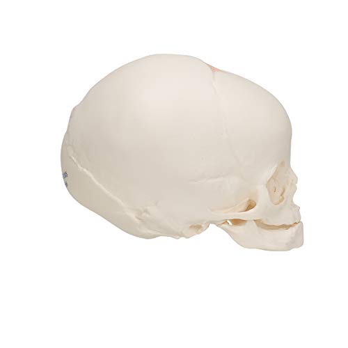 3b-scientific-a25-sch-delmodell-f-tus-30-ssw-naturabguss-mit-3b-smart-anatomy-so image 6