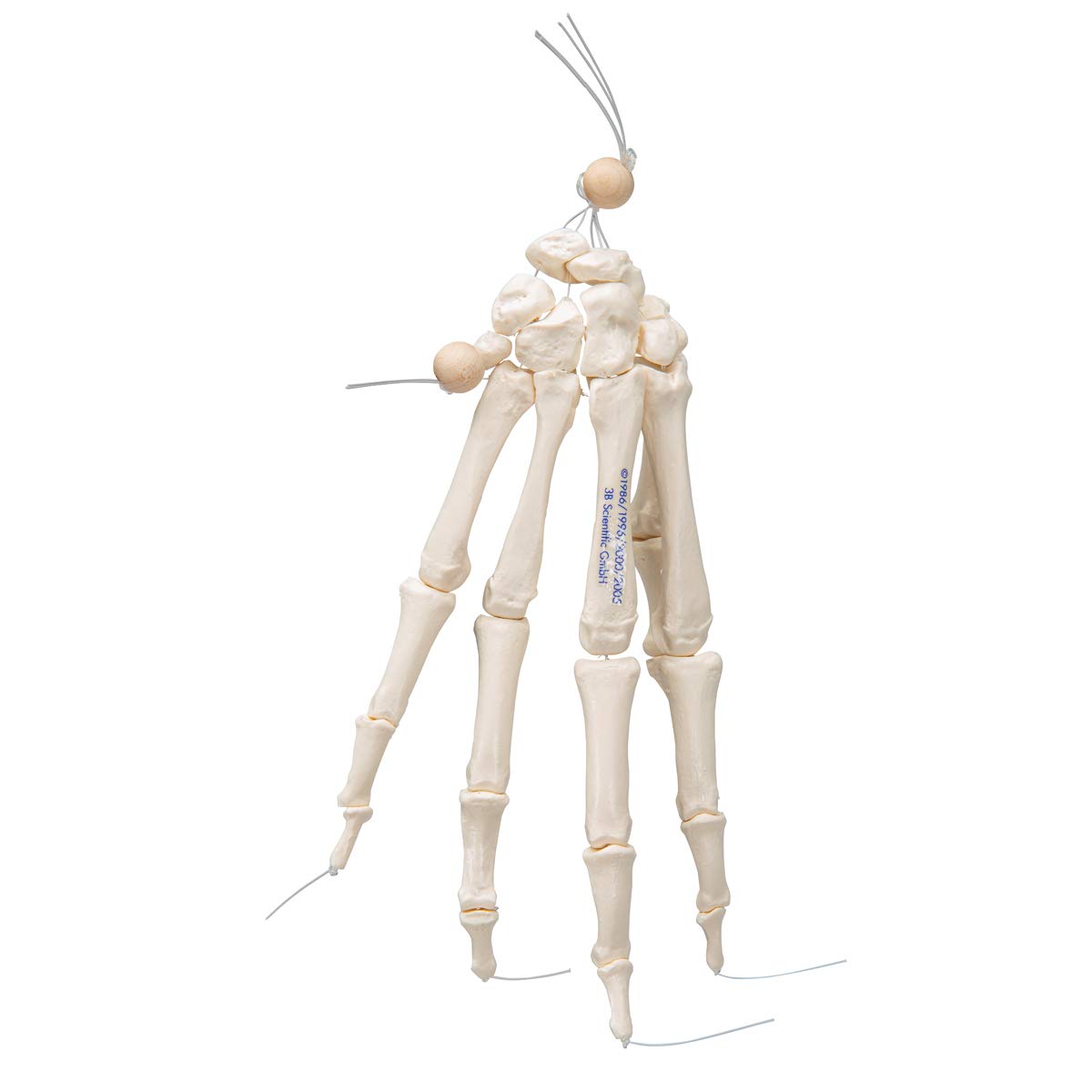 3b-scientific-a40-2-handskelett-modell-mit-3b-smart-anatomy-app image 4