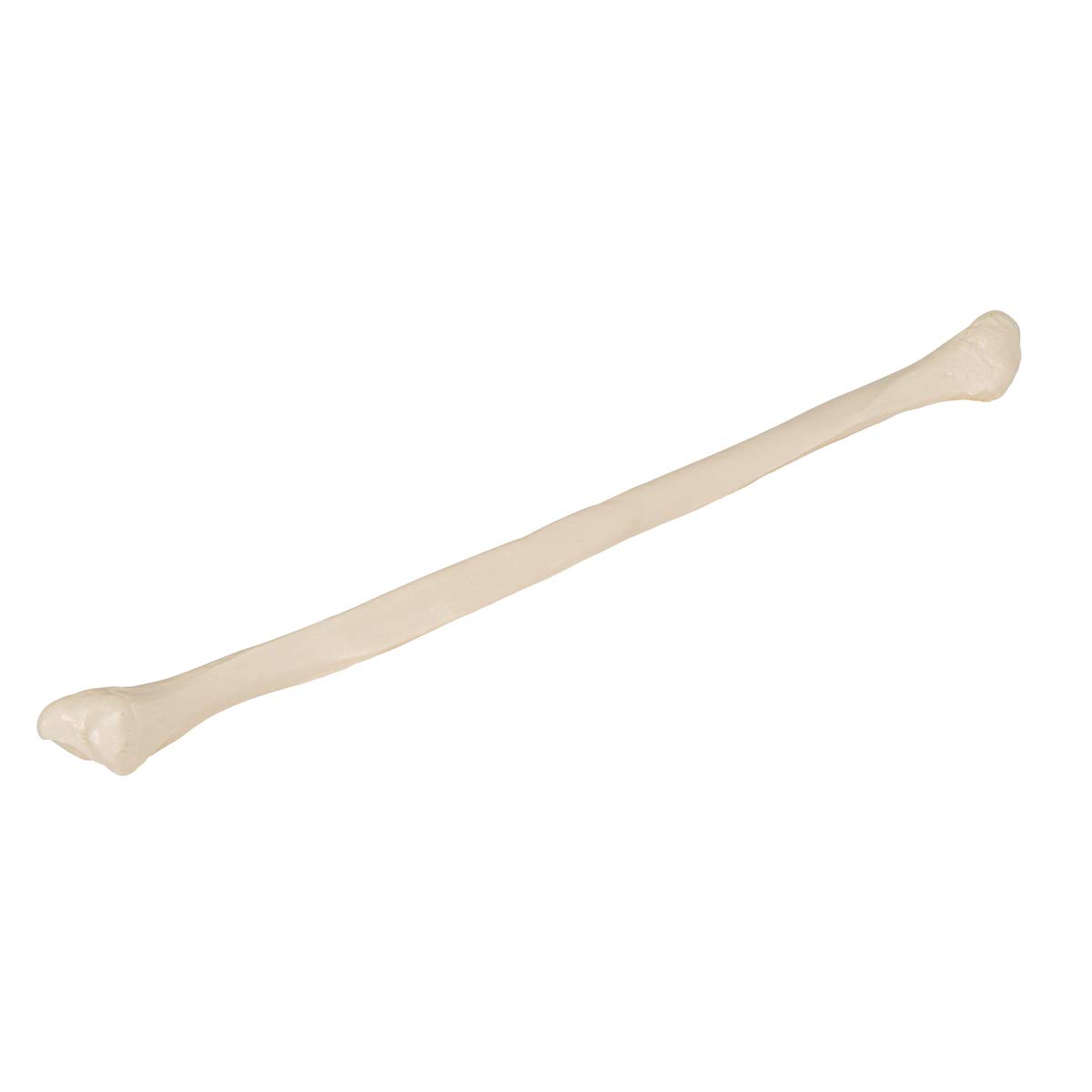 3b-scientific-wadenbein-knochenmodell-in-naturgr-e-mit-3b-smart-anatomy-app image 2
