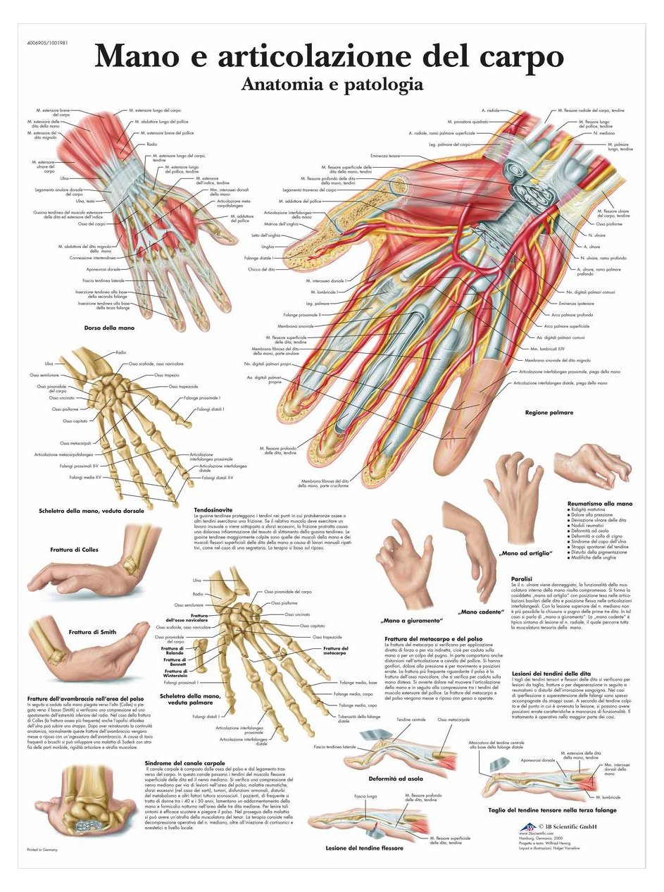 3b-scientific-lehrtafel-hand-und-handwurzelknochen-vr4171l-anatomie-poster image 1