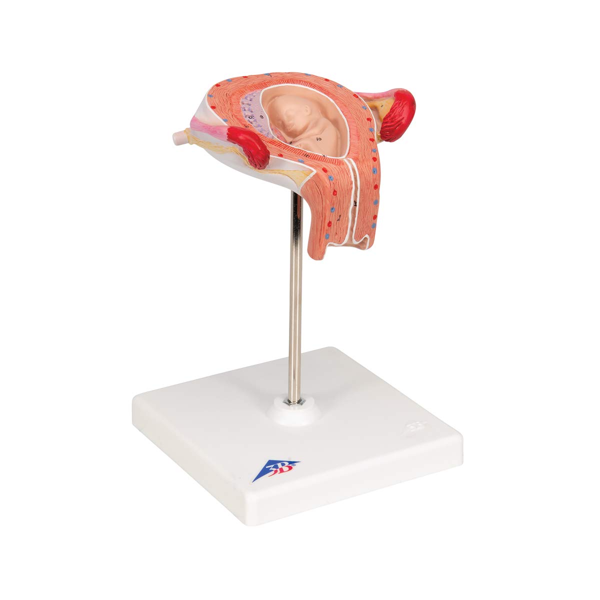 3b-scientific-fetus-modell-3-monat-schwangerschaftsmodell-in-geb-rmutter-nat-rli image 2
