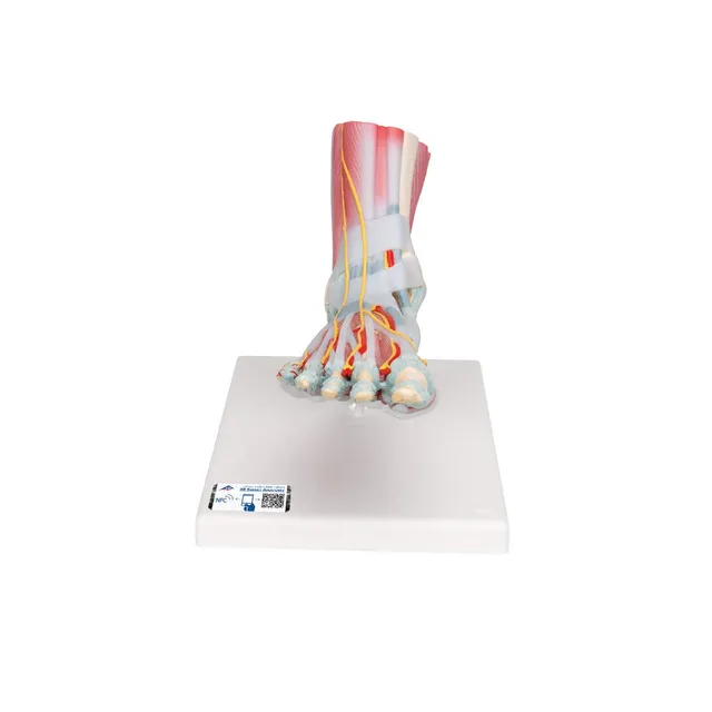 3b-scientific-m34-1-fu-skelettmodell-mit-b-ndern-und-muskeln-smart-anatomy image 1