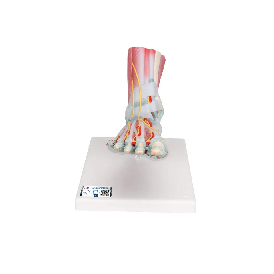 3b-scientific-m34-1-fu-skelettmodell-mit-b-ndern-und-muskeln-smart-anatomy image 1