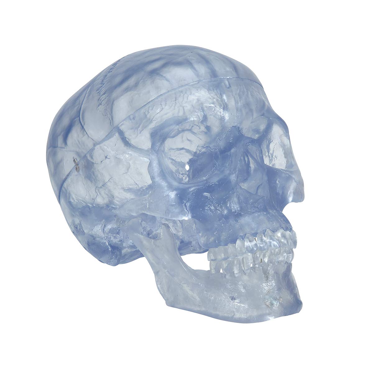 3b-scientific-klassik-sch-delmodell-transparent-3-teilig-mit-magnetverbindung image 2