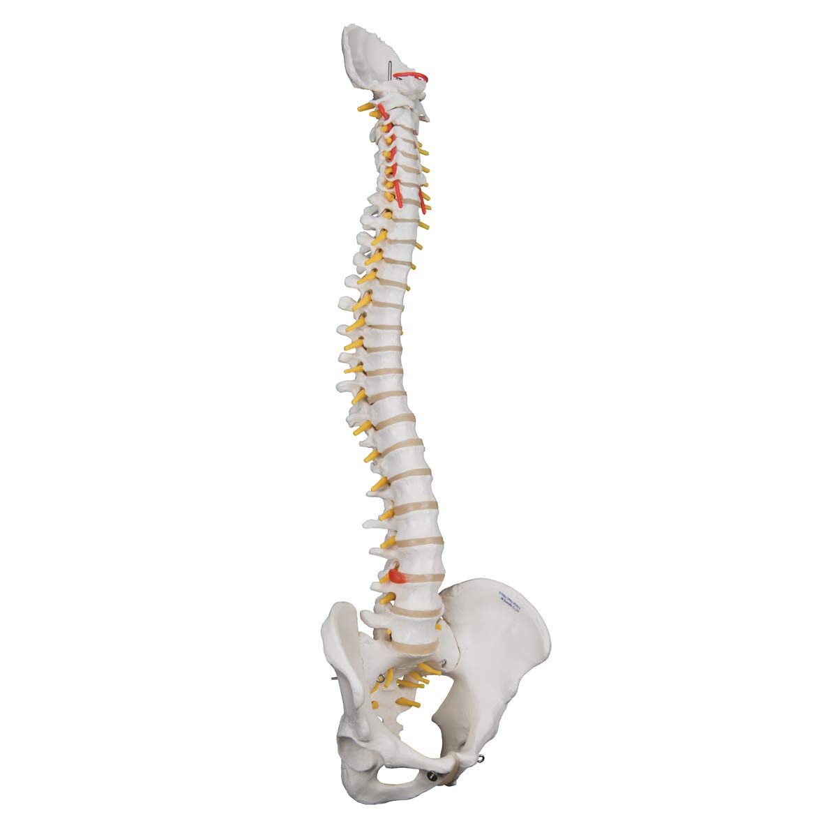 3b-scientific-flexible-wirbels-ule-f-r-starke-beanspruchung-3b-smart-anatomy-app image 2