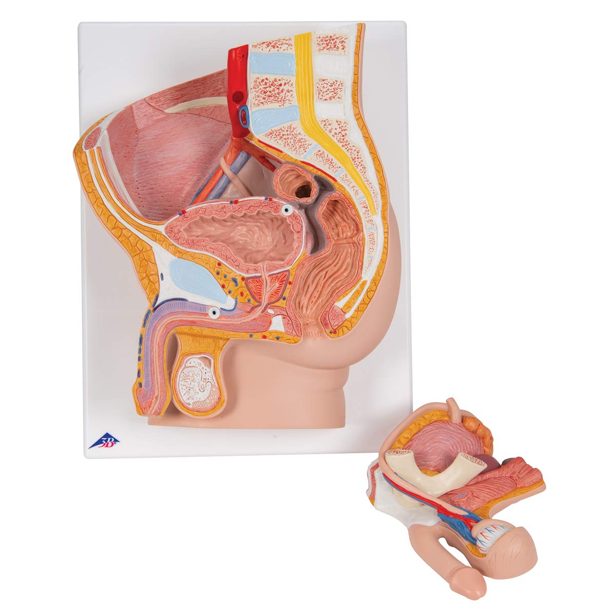 3b-scientific-m-nnliches-beckenmodell-2-teilig-pvc-smart-anatomy-app image 2