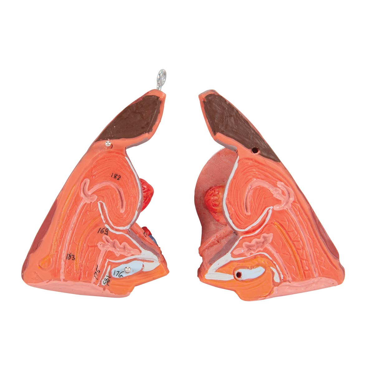 3b-scientific-weibliche-muskel-figur-lebensgro-21-teilig-humananatomie-modell-mi image 8
