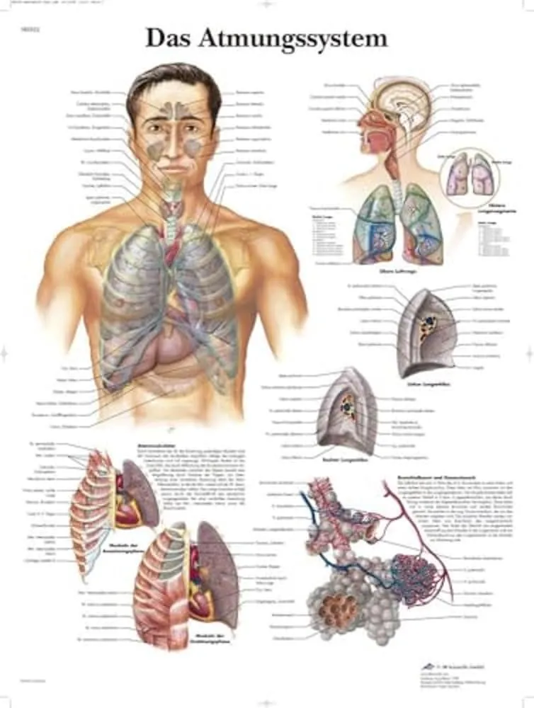 3b-scientific-menschliches-atmungssystem-tafel-laminiertes-anatomieposter-50x67- image 1