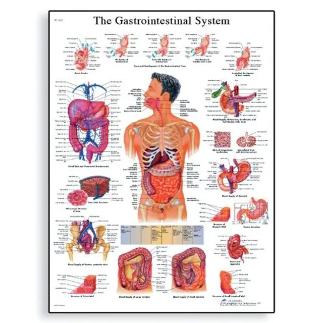 3b-scientific-lehrposter-das-verdauungssystem-50-x-67-cm-glanzpapier image 1