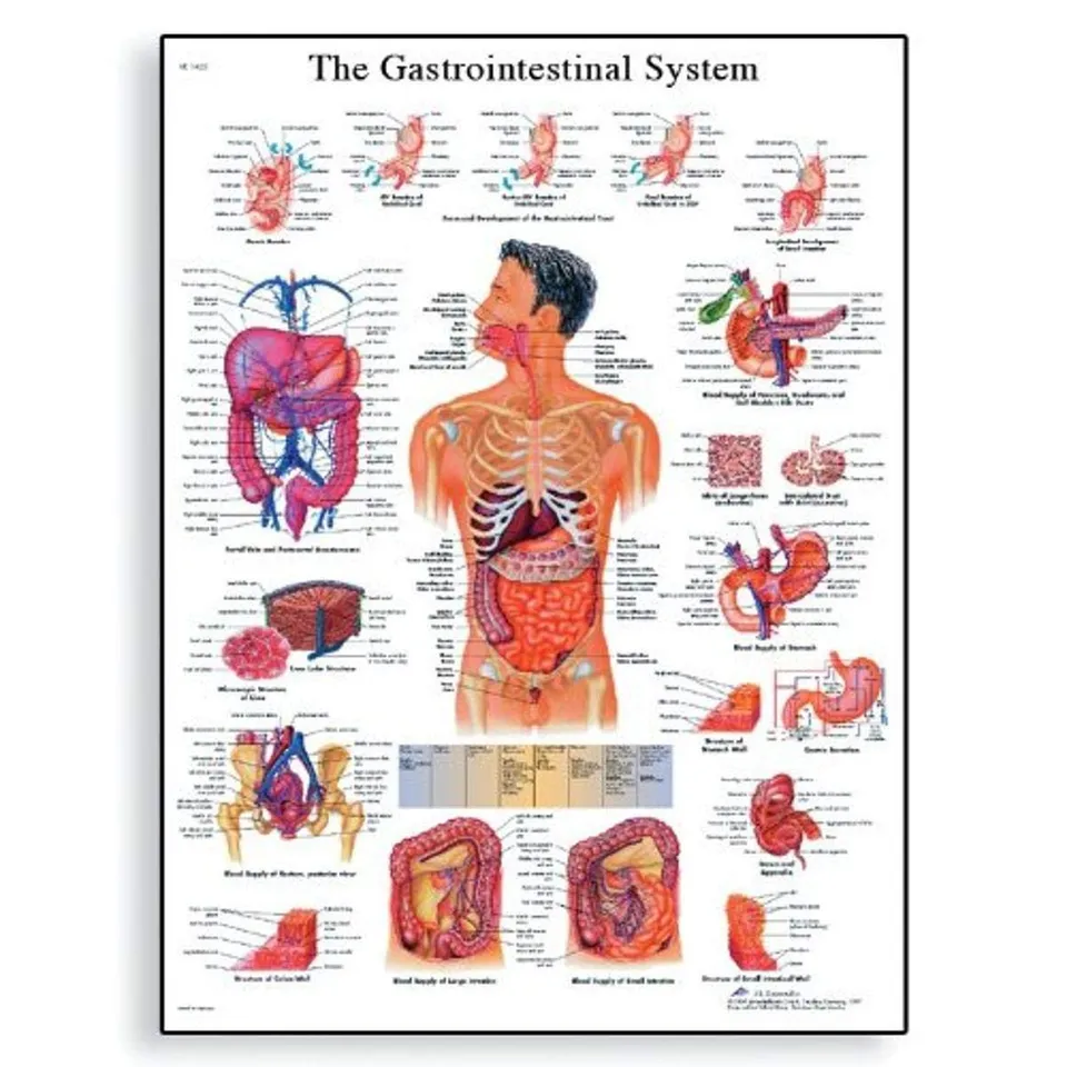 3b-scientific-lehrposter-das-verdauungssystem-50-x-67-cm-glanzpapier image 1