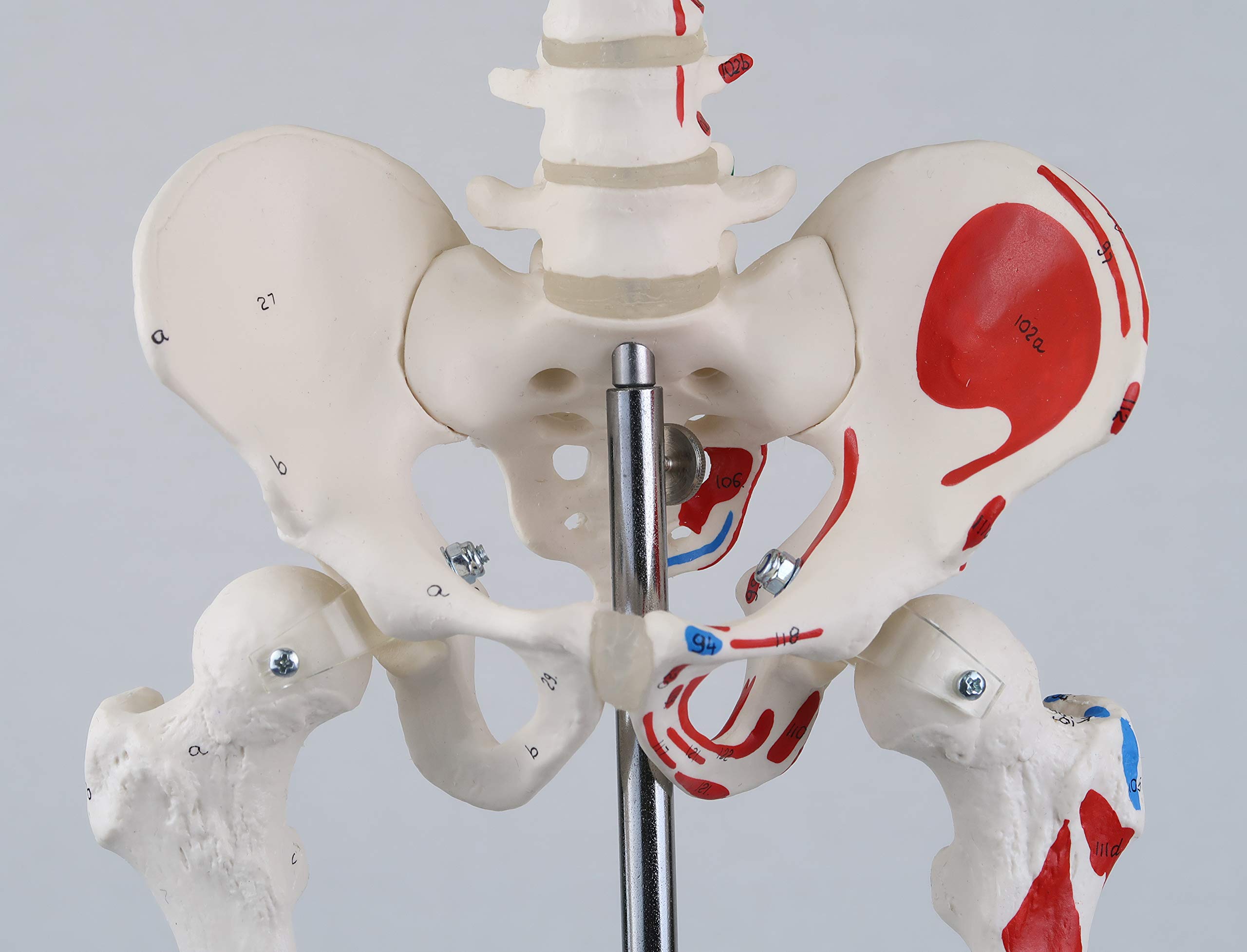 3b-scientific-mini-skelett-shorty-85-cm-mit-muskelbemalung-und-3-teiligem-sch-de image 6