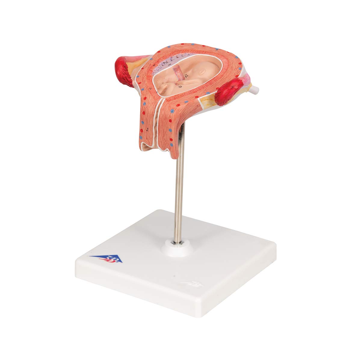 3b-scientific-fetus-modell-3-monat-schwangerschaftsmodell-in-geb-rmutter-nat-rli image 6
