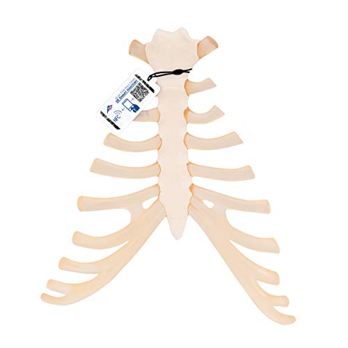3b-scientific-brustbeinmodell-mit-rippenknorpel-pvc-smart-anatomy-app image 4