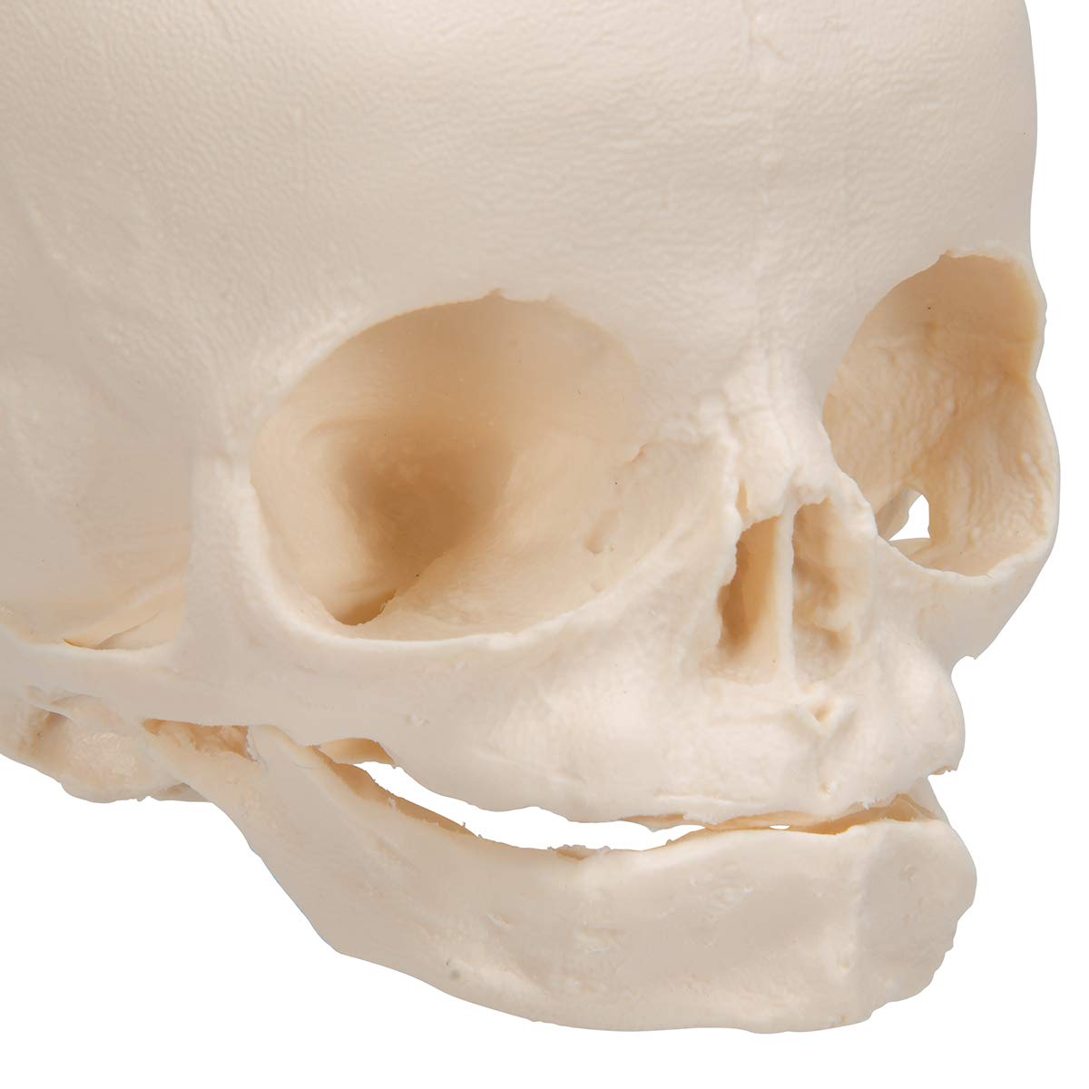 3b-scientific-f-tus-sch-del-naturabguss-30-ssw-auf-stativ image 7
