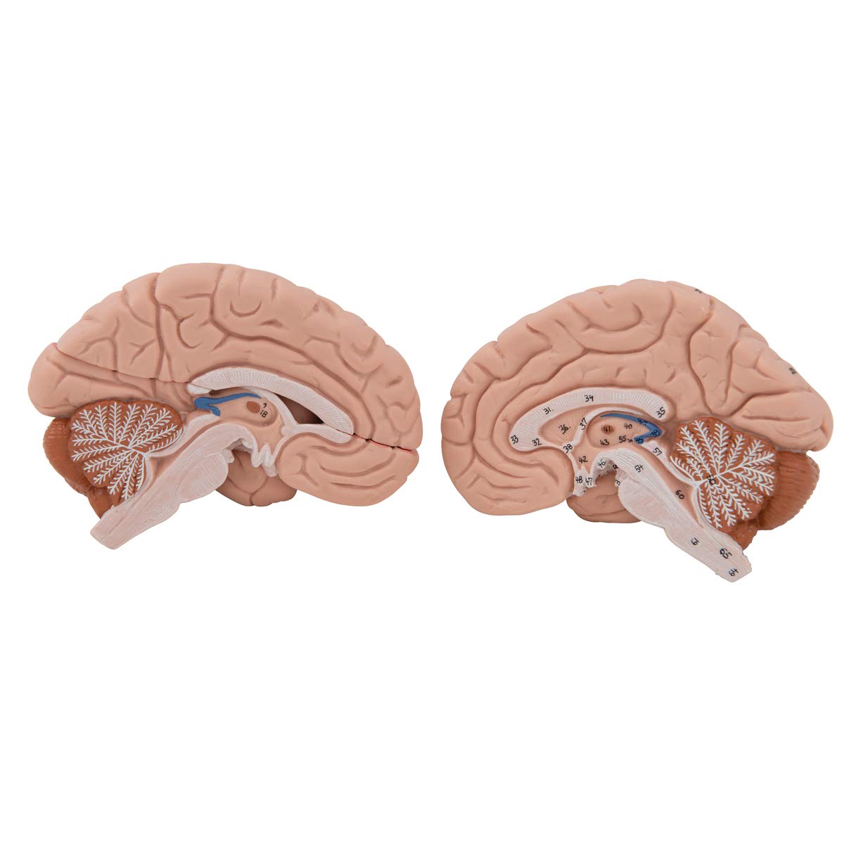 3b-scientific-c05-kopf-und-halsmuskulatur-5-teilig-muskelkopfmodell-mit-smart-an image 7