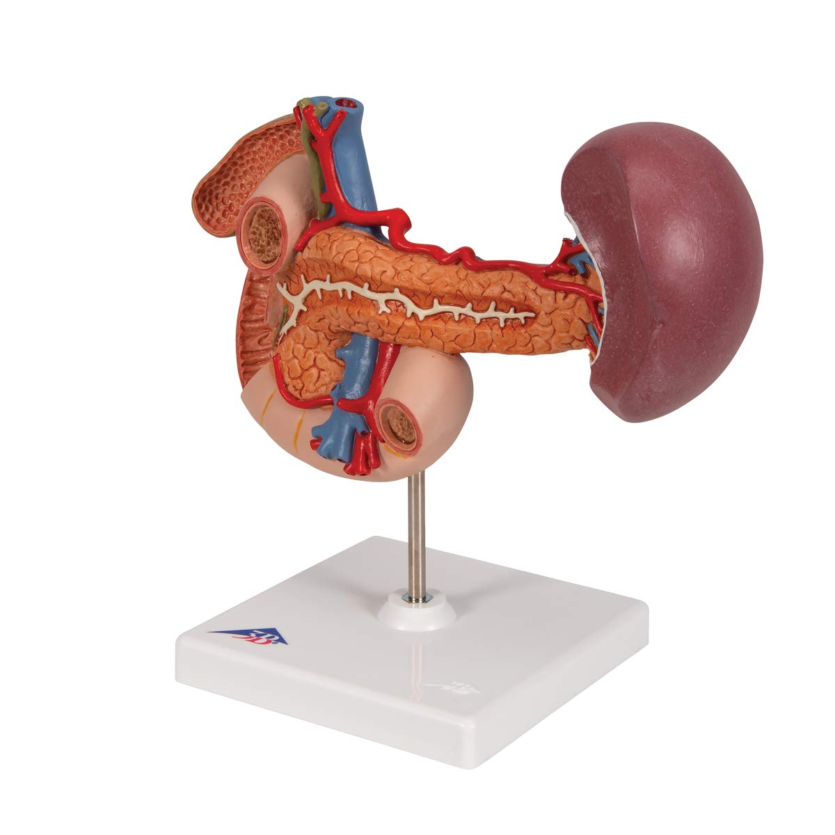 3b-scientific-hintere-oberbauchorgane-anatomiemodell-aus-pvc image 6