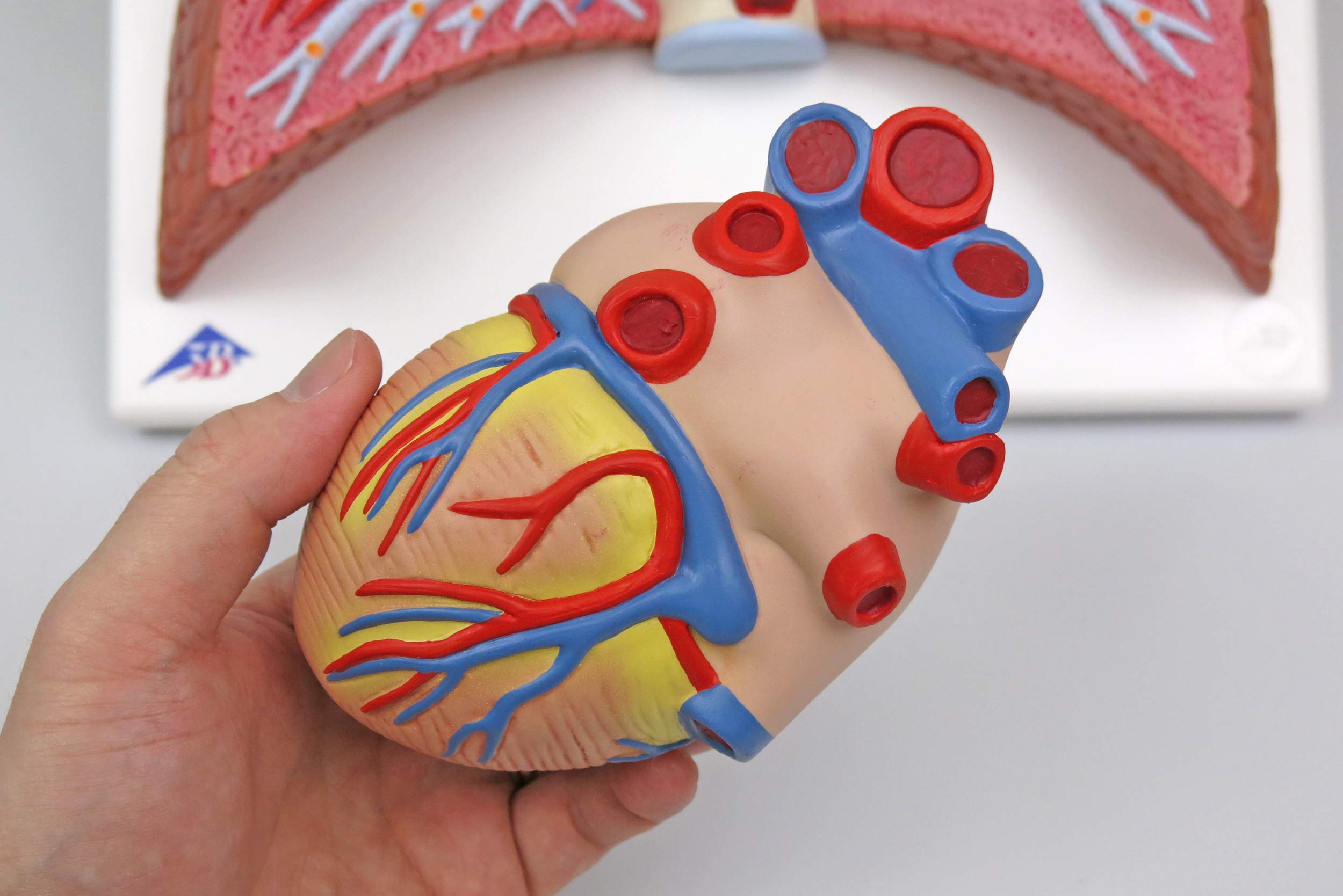 3b-scientific-lungenmodell-mit-kehlkopf-5-teiliges-humananatomie-modell-mit-abne image 6