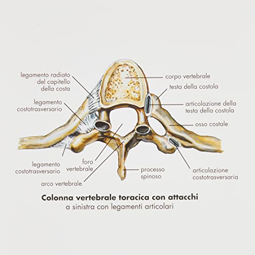 3b-scientific-wirbels-ule-und-wirbels-ulenpathologien-anatomietafel-papier image 7