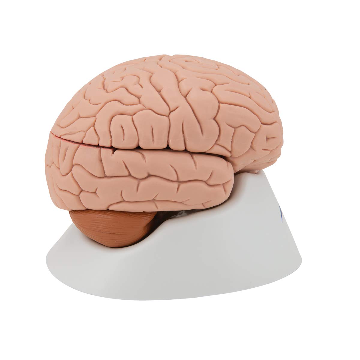3b-scientific-gehirnmodell-4-teilig-menschliches-gehirn-auf-sockel-mit-3b-smart- image 3