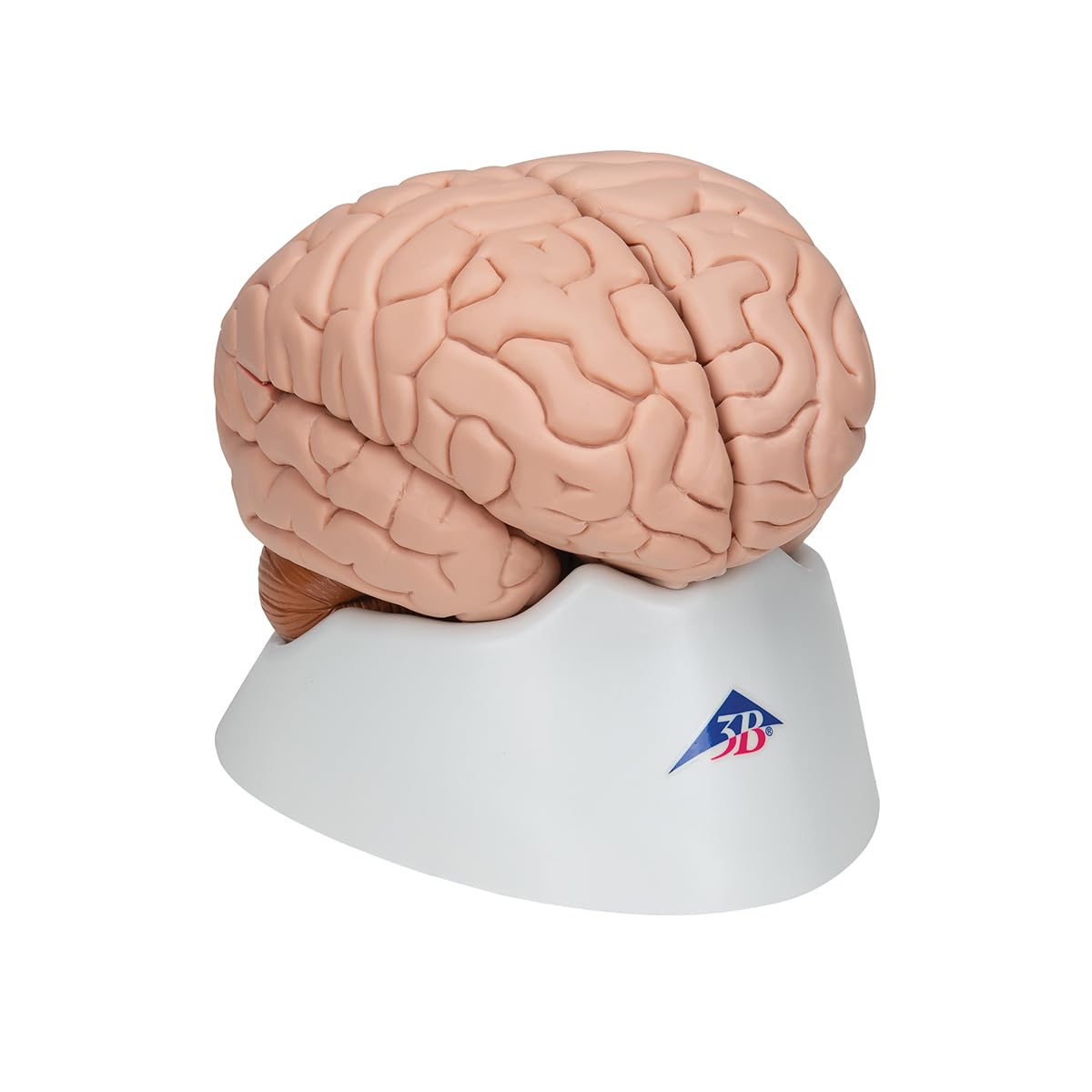 3b-scientific-c17-gehirnmodell-8-teilig-mit-3b-smart-anatomy image 2