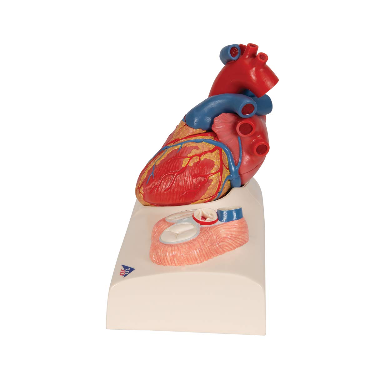 3b-scientific-herzmodell-classic-heart-model-series-lebensgro-5-teilig-mit-systo image 5