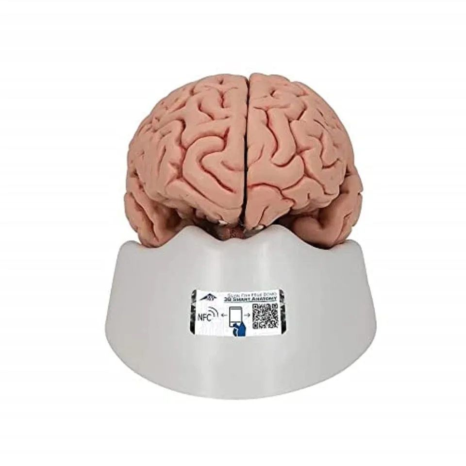 3b-scientific-klassisches-gehirn-5-teilig-lebensgro-physiologie-der-nerven-serie image 1