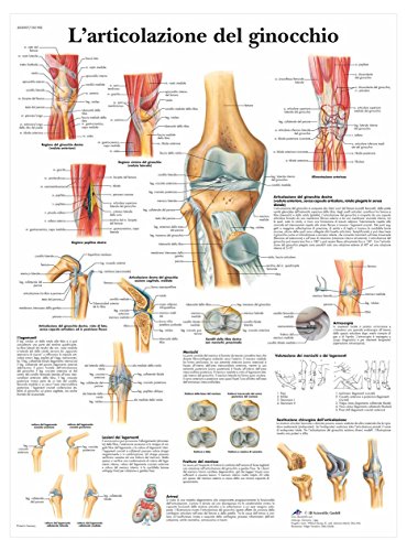 3b-scientific-anatomietafel-kniegelenk-italienisches-papier-poster image 3