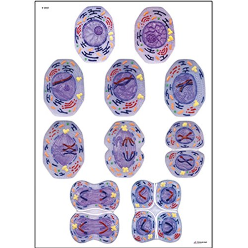 3b-scientific-lehrtafel-zellteilung-ii-meiose-anatomie-wandkarte-84x200-cm-ohne- image 2