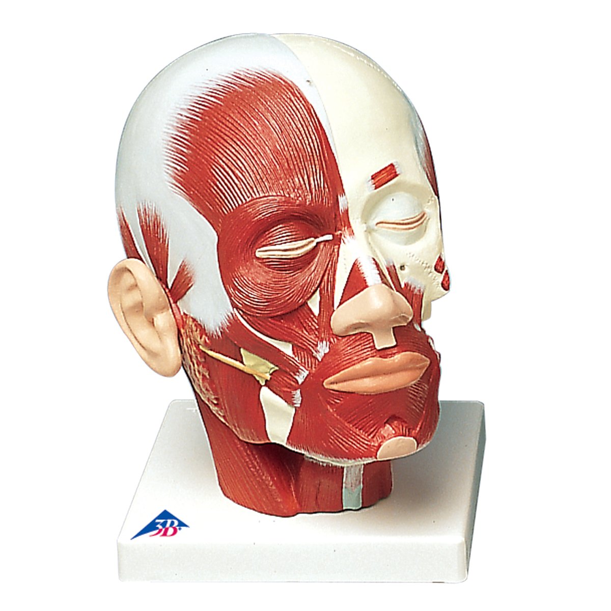 3b-scientific-kopfmuskulatur-modell-24-x-18-x-24-cm-3b-smart-anatomy-app image 2