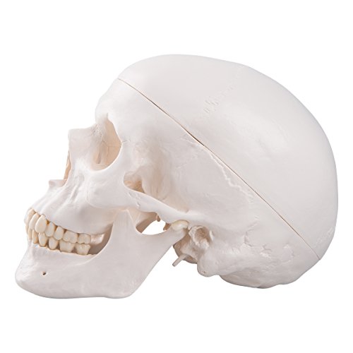 3b-scientific-klassisches-sch-del-modell-mit-montage-anatomie-sch-del-classique image 8