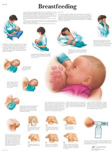 3b-scientific-stillen-schaubild-50-x-67-cm-anatomieposter-schwangerschaft image 1