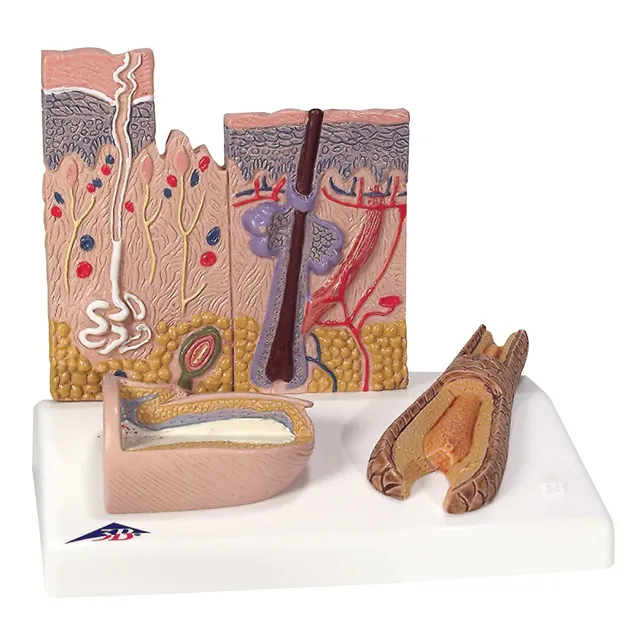 3b-scientific-hautschnitt-modell-feinstruktur-der-haut-mit-nagel-smart-anatomy-a image 1