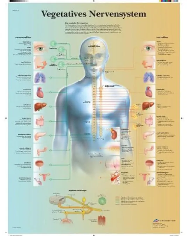 3b-scientific-lehrtafel-vegetatives-nervensystem-poster-50x67-cm-papier image 1