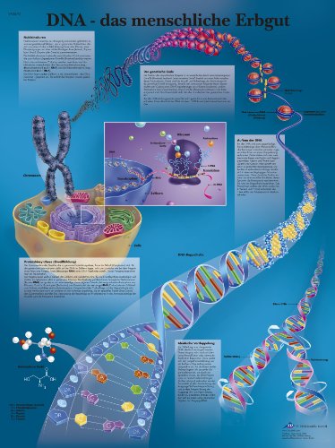3b-scientific-lehrtafel-laminiert-dna-das-menschliche-erbgut-poster-50x67-cm image 2