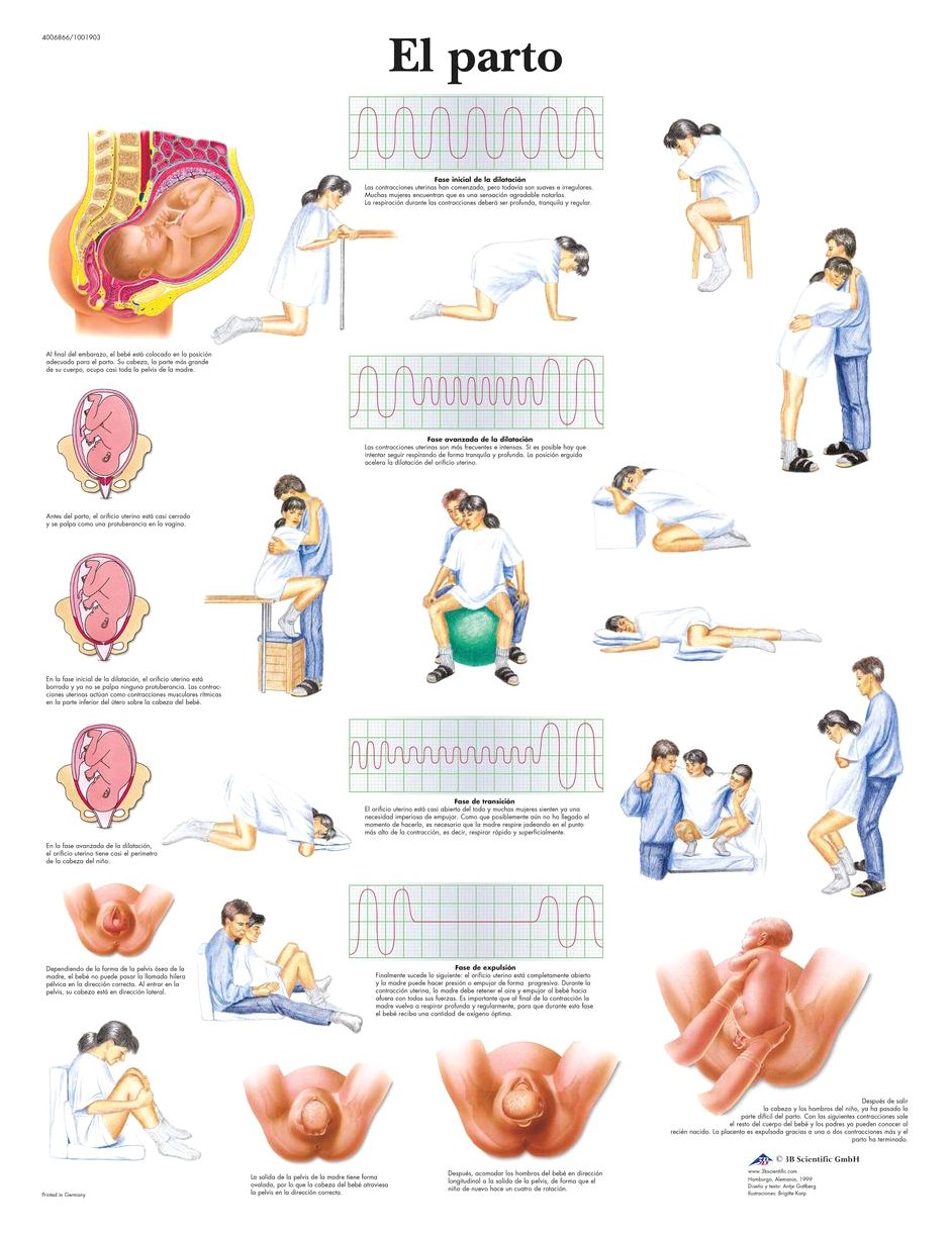 3b-scientific-geburt-lehrtafel-papier-geburt-50-x-67-cm image 2