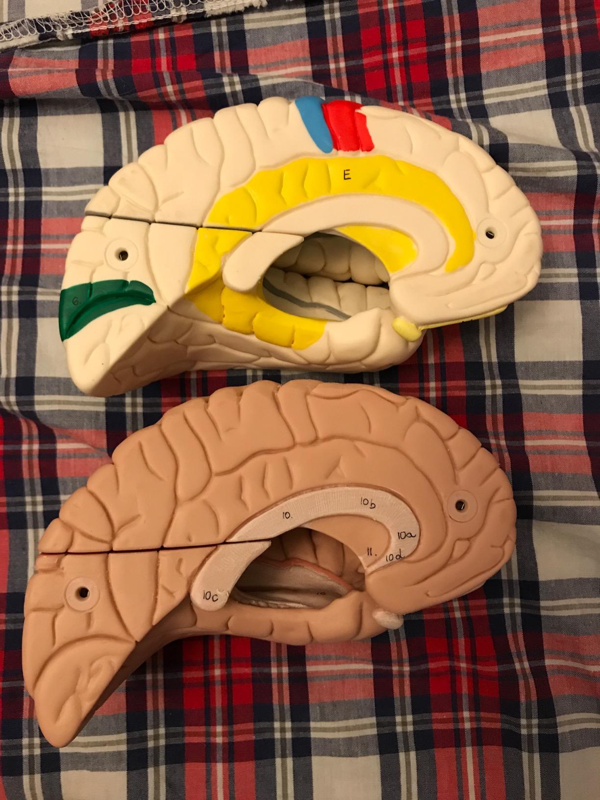 Toll für Psychologiestudium