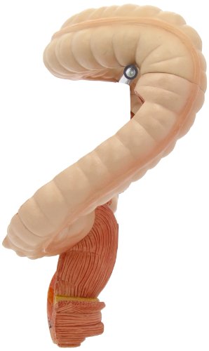 3b-scientific-dickdarm-modell-k55-anatomie-verdauung image 8