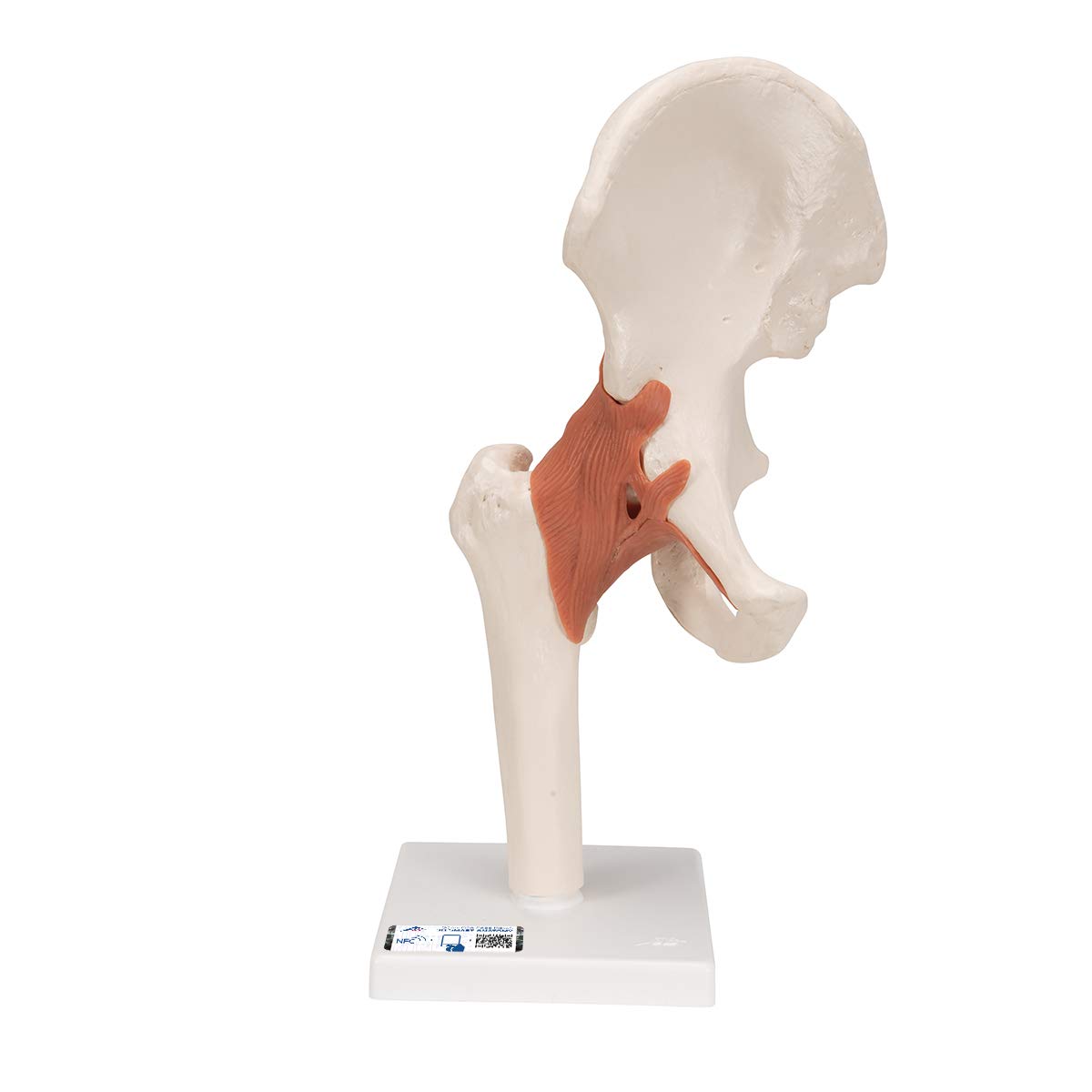 3b-scientific-a80-funktionales-schultergelenk-modell-mit-st-nder-3b-smart-anatom image 8