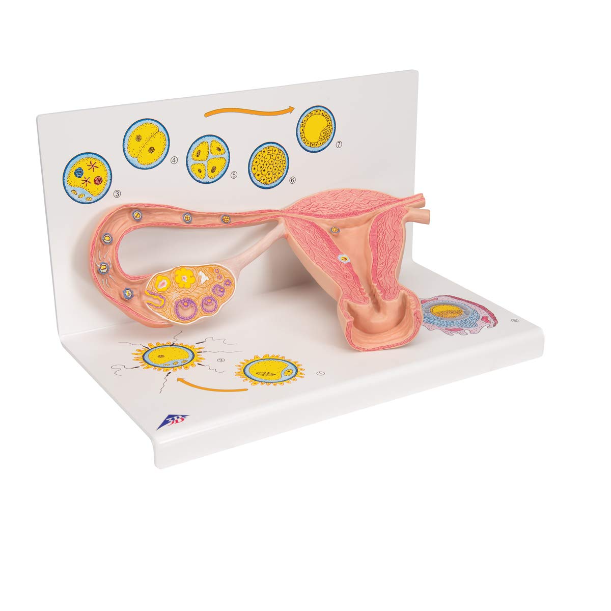 3b-scientific-eierstockmodell-2-fach-vergr-ert-anatomiemodell-mit-befruchtung-ze image 2
