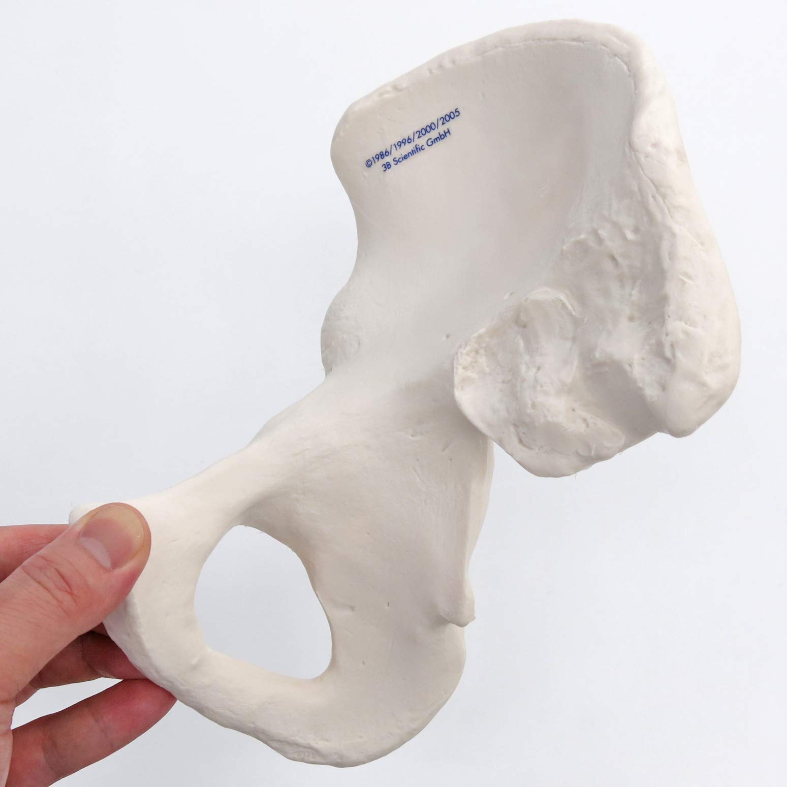 3b-scientific-h-ftbein-knochenmodell-in-originalgr-e-smart-anatomy-app image 5