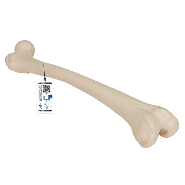 3b-scientific-a35-1-femur-modell-3b-smart-anatomy image 1