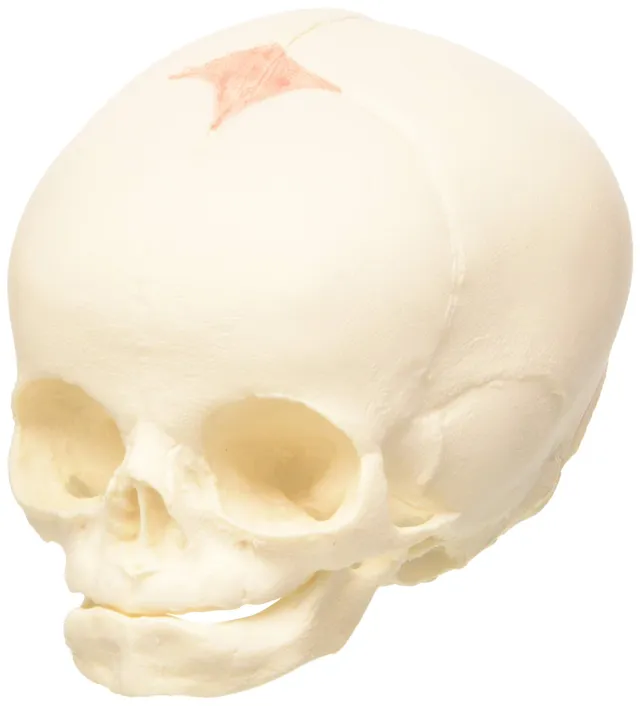 3b-scientific-a25-sch-delmodell-f-tus-30-ssw-naturabguss-mit-3b-smart-anatomy-so image 1