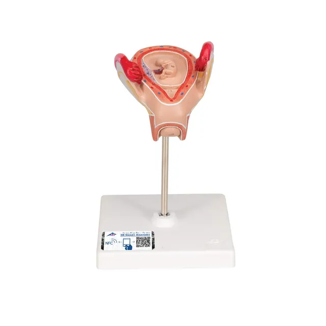 3b-scientific-embryo-modell-2-monat-schwangerschafts-anatomiemodell-beschriftet- image 1