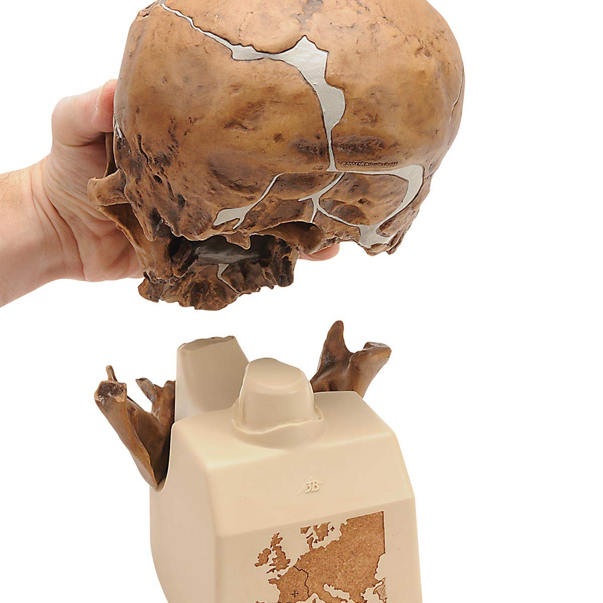 3b-scientific-sch-delreplikat-homo-neanderthalensis-la-chapelle-aux-saints-1-cla image 2
