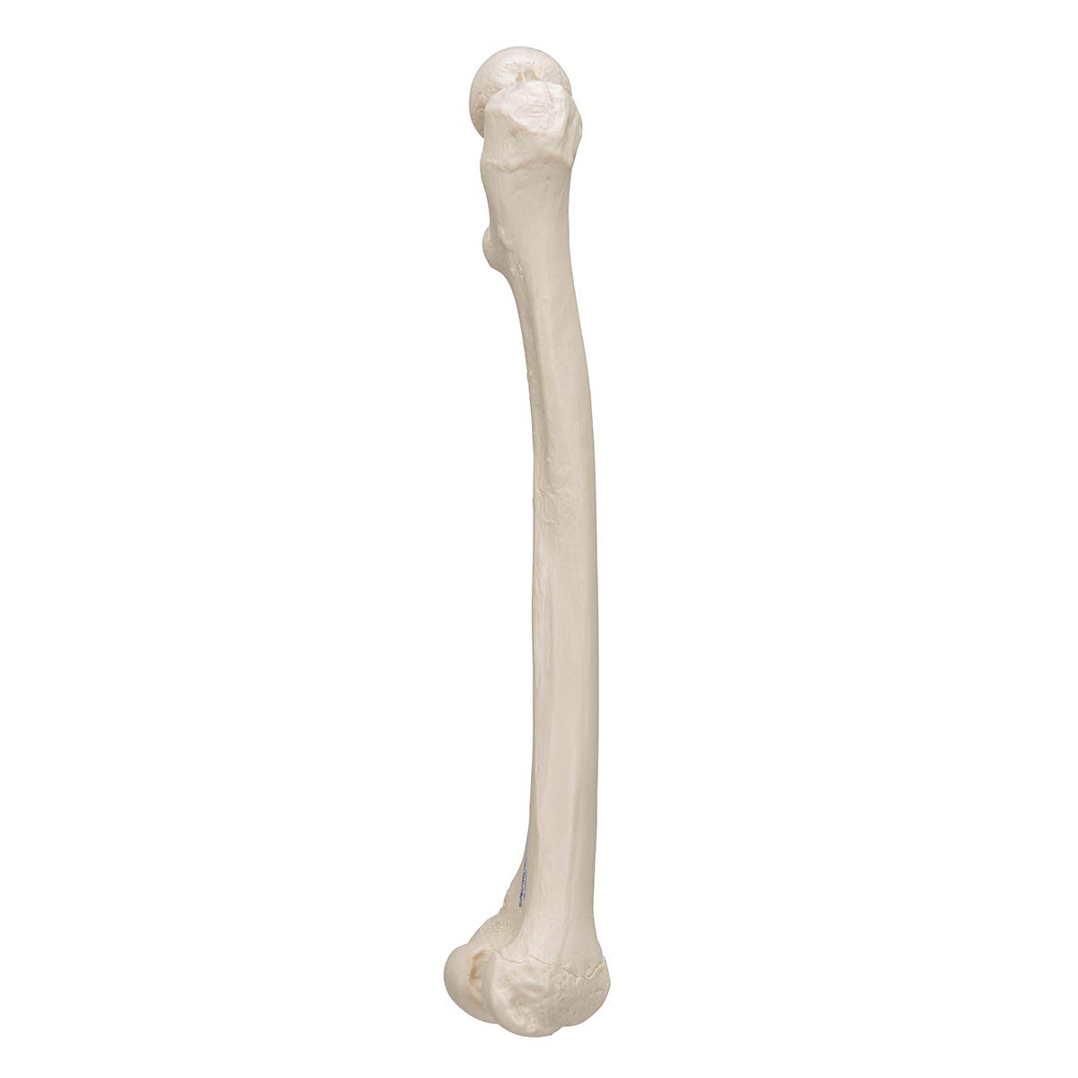3b-scientific-a35-1-femur-modell-3b-smart-anatomy image 5